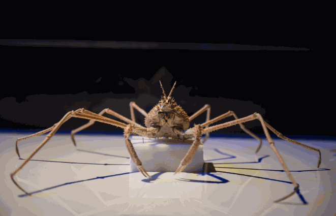 Odoo • Image and Text