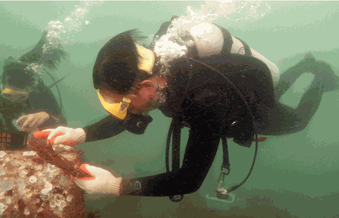 Odoo • Image and Text